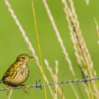 Pipit farlouse